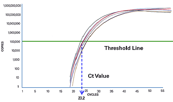 PCR Cycle