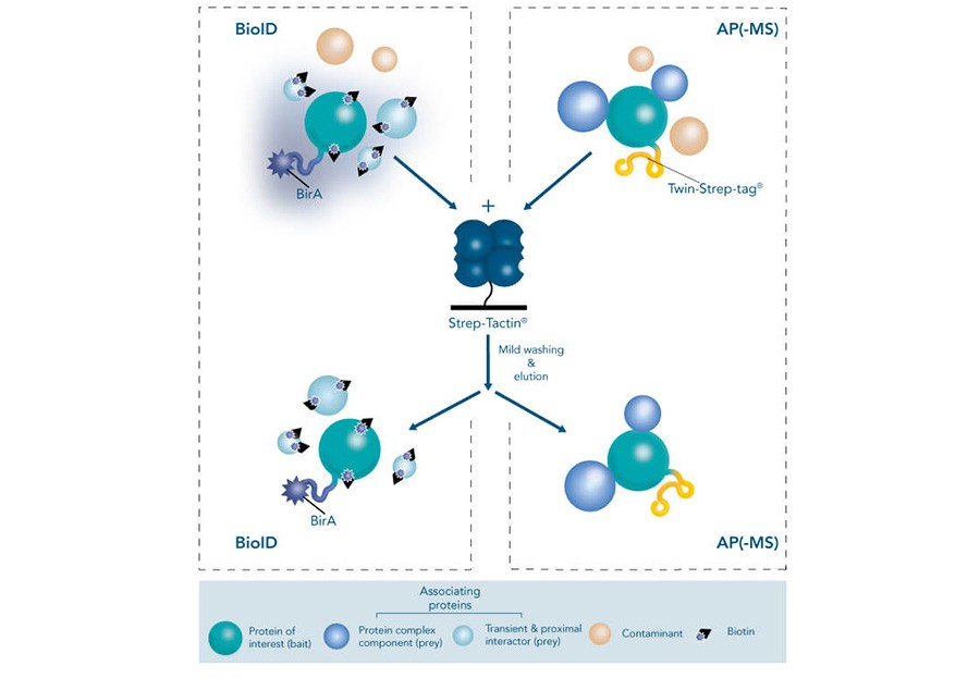 Try our new high affinity Strep-tag® system