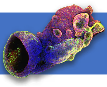 Cell Culture Reagents and Assays