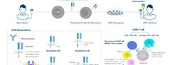 CAR-T Cells in Cancer Therapy