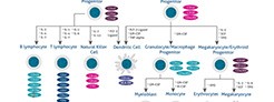 Hematopoietic Stem Cells Poster