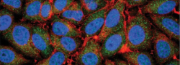 Primary Antibody Matched Pairs