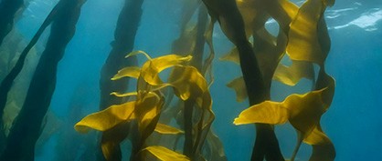 Seaweed: A Game-Changer in the Fight Against Plastic Pollution