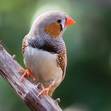 Picture of a Zebra Finch