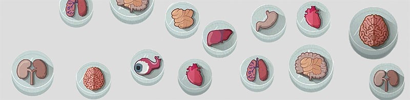 18455_Mini_Organs_Petri_Dishes_LabRoots